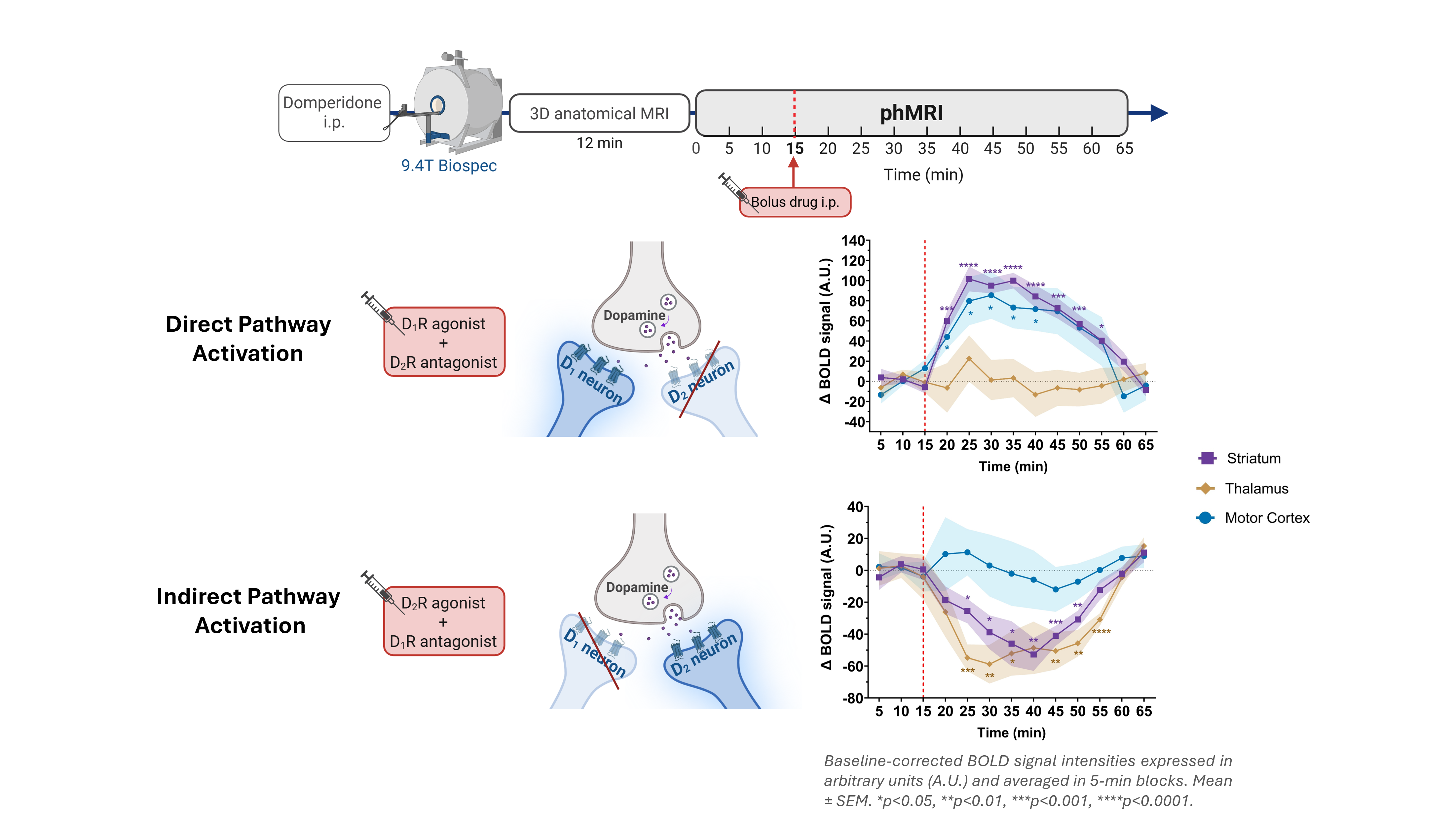 Overview of pharmacological fMRI acquisition, pharmacological stimulation and corresponding scientific outcomes.