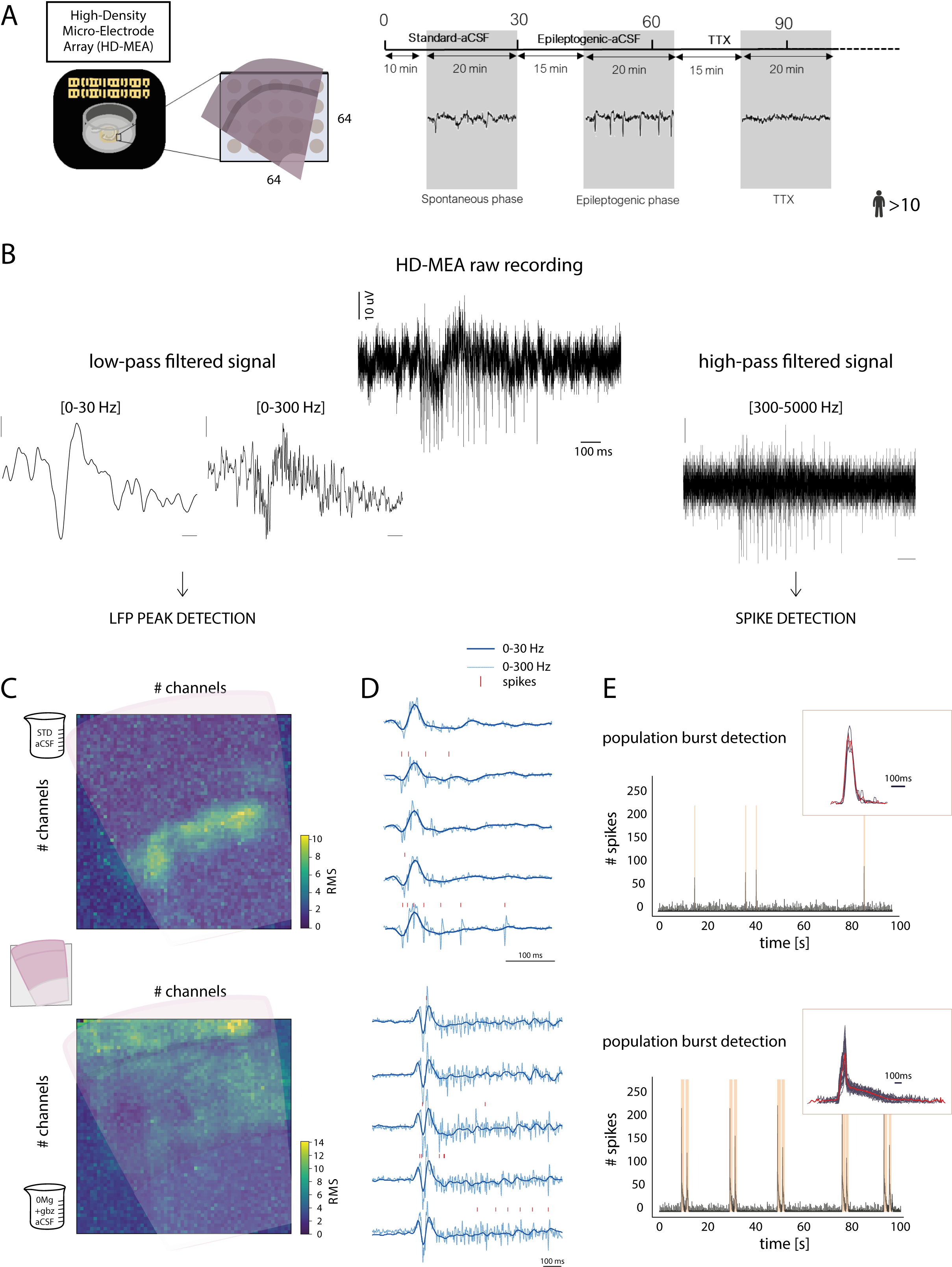 A) Timeline for data collection on HD-MEA. (B) Raw extracellular trace recorded from a single electrode and corresponding low-pass (LFP) and high-pass (spiking) filtered signals. (C) Root mean square (RMS) of the LFP signal aligned to population burst events in standard and epileptogenic aCSF. Activity in standard aCSF seems focused approximately in layer V, while in epileptogenic aCSF approximately in layer II. (D) Representative LFP traces during population bursts with superimposed spike events. (E) Population burst detection. Insets: burst profiles.