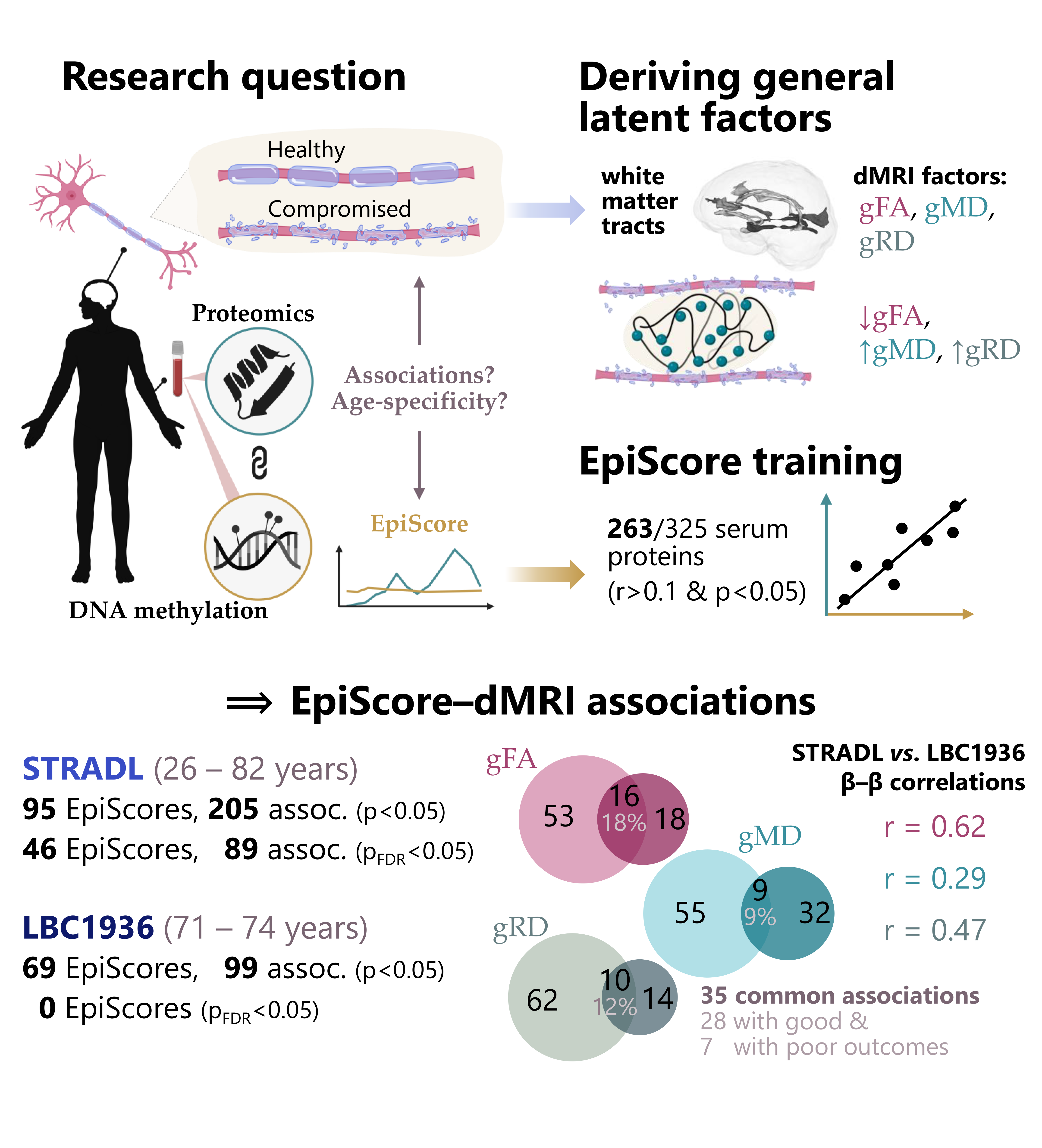 The picture serves as a graphical abstract for our study linking blood-based epigenetic protein proxies – EpiScores – with myelin-related measures of white matter microstructure, measured by diffusion MRI. Top left corner illustrates an individual with zoom-ins of myelinated neuron in the brain, blood-based proteins, and blood-based DNA methylation. Shown are the research questions: Can EpiScores capture myelin-related metrics and are these associations age-specific? Top right corner sheds more light on the EpiScore training and the development of general latent factors for the diffusion MRI metrics. Specifically, EpiScores for 263 out of all 325 tested proteins correlated with the respective protein levels; shown is a schematic correlation plot and the threshold of Pearson r>0.1 and p<0.05. We show that white matter tracts were used to develop latent factors for fractional anisotropy, mean diffusivity, and radial diffusivity. A schematic shows that, in case of compromised myelin, general factor for fractional anisotropy is decreased, while general factors for mean and radial diffusivity are increased. The bottom panel shows results for EpiScore–dMRI associations for each cohort. We use Venn diagrams to illustrate cohort associations across metrics: STRADL (the younger cohort in light colour) shows more nominally significant associations than LBC1936 (the older cohort in darker colour). Cohort overlaps are shown in number as well as percentage. Last, we report Pearson r values for effect size correlations across all EpiScores between the two cohorts; these are colour-matched to the Venn diagrams.
