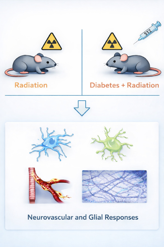 Simplified schematic showing radiation and diabetes plus radiation conditions and the neurovascular and glial components examined.
