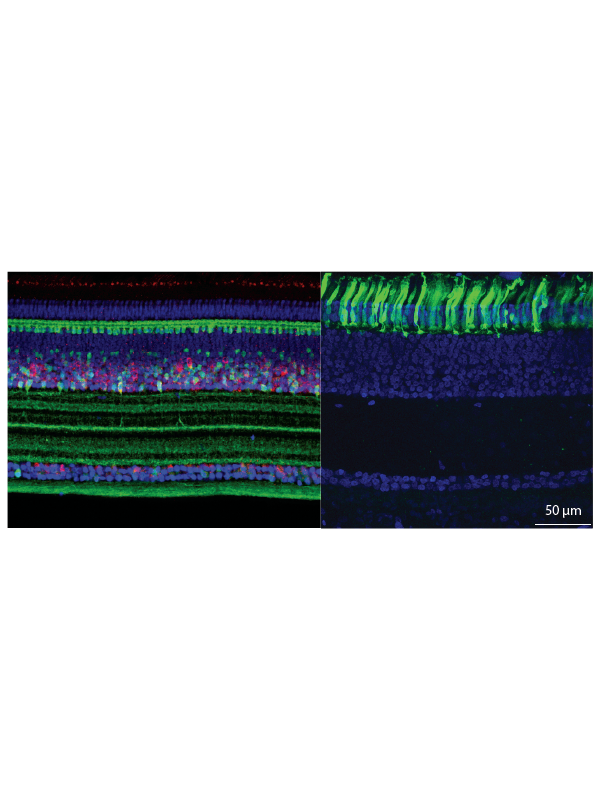 Confocal images of avian retinal cross sections showing AAV-mediated biosensor expression in retinal layers and immunohistochemical labelling of retinal circuitry.