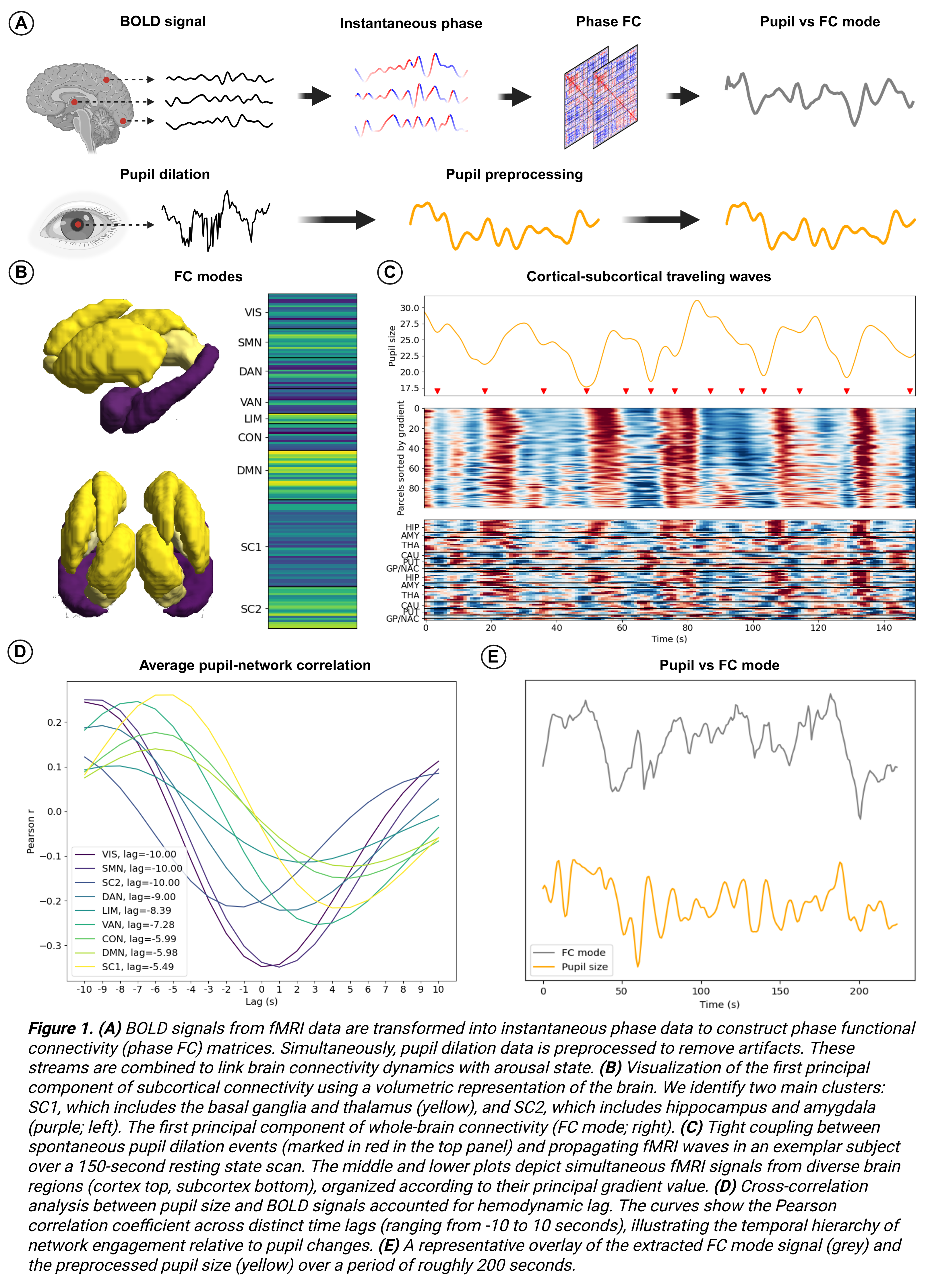 Figure 1 illustrates the link between spontaneous fMRI brain connectivity dynamics and arousal states measured by pupil dilation. Panel A outlines the methodology, processing fMRI BOLD signals into phase functional connectivity (FC) matrices alongside pupil data. Panel B identifies specific subcortical and whole-brain connectivity modes. Panel C visualizes the tight coupling between spontaneous pupil size fluctuations and propagating neural waves across cortical and subcortical regions. Panel D shows cross-correlation results, indicating a temporal hierarchy where different brain networks engage at varying time lags relative to pupil changes. Panel E provides a representative time-series overlay demonstrating the strong correlation between the extracted global FC mode signal and pupil size over roughly 200 seconds.