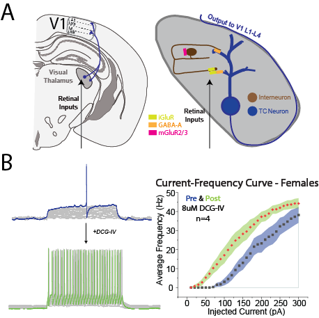 (A) Summary of thalamic circuitry along with key receptors. (B) Representative voltage traces before and after the addition of 8µM DCG-IV. I-F curve showing rescued excitability