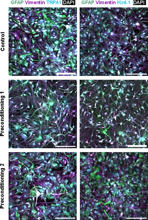 Rat cortical astrocytes after 48 hours of preconditioning. Preconditioning 1 induced changes in astrocyte morphology, visually characterized by elongated, highly branched processes and reduced soma size compared with control or preconditioning 2 -treated astrocytes. Astrocytes expressed astrocytic markers, including glial fibrillary acidic protein (GFAP) and vimentin, as well as (a) the inwardly rectifying potassium channel Kir4.1 and (b) the transient receptor potential ankyrin 1 (TRPA1) calcium channel. Nucleus stain DAPI is indicated in white. Scale bar: 200 µm in all images. 