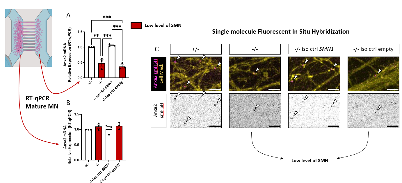 Figure 1: Localization of Anxa2 mRNA is reduced in axons of SMA MNs cultured in microfluidic chambers.
