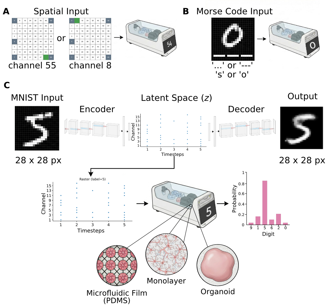 Spatial, Morse Code and MNIST procedures