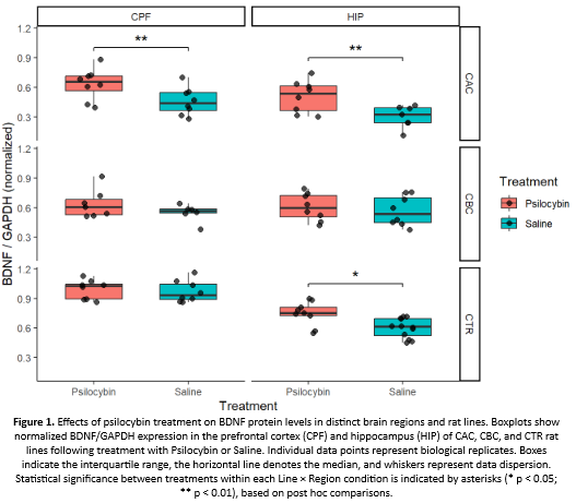 Boxplots compare normalized BDNF levels between Psilocybin and Saline across brain regions and rat lines; significant increases with Psilocybin are marked by asterisks.