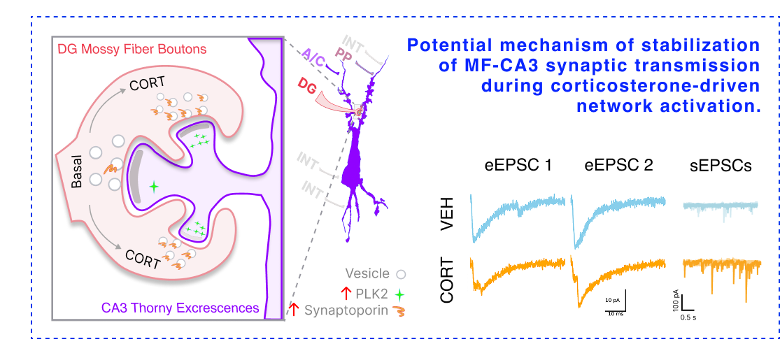 Figure 1. Potential mechanism of stabilization of MF-CA3 synaptic transmission during corticosterone-driven network activation.