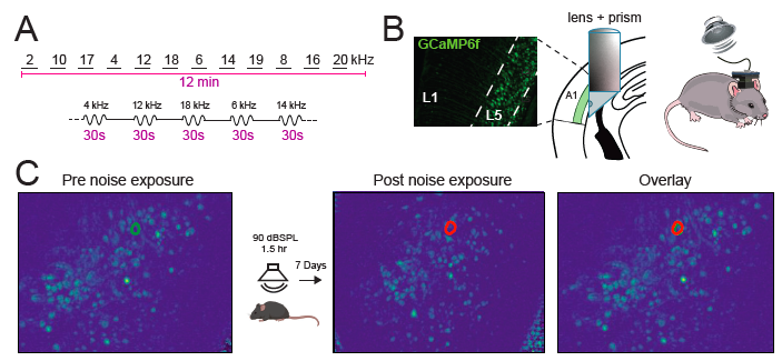 Panel A illustrates the sound protocol, consisting of twelve different tone frequencies presented in random order, with 30 seconds of silence between tones. Panel B shows GCaMP6 fluorescence in layer 5 of the auditory cortex on the left, along with a schematic of the implanted lens and prism assembly used for periscopic imaging of this layer. On the right, a cartoon depicts a mouse wearing a head mounted miniscope while listening to sounds from a speaker positioned above its head. Panel C displays representative calcium signals from layer 5 pyramidal neurons recorded before and one week after noise overexposure, indicated by the cartoon between the two blue background images. The rightmost image demonstrates computational identification of the same neurons across sessions, with one example neuron highlighted by overlapping green and red traces.