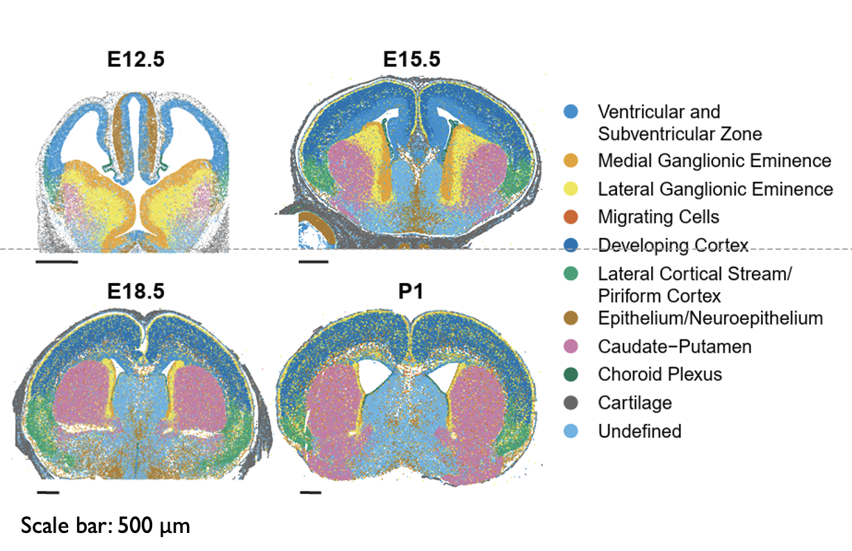 Single-cell spatial transcriptomics revealed major cell types in the developing brain.