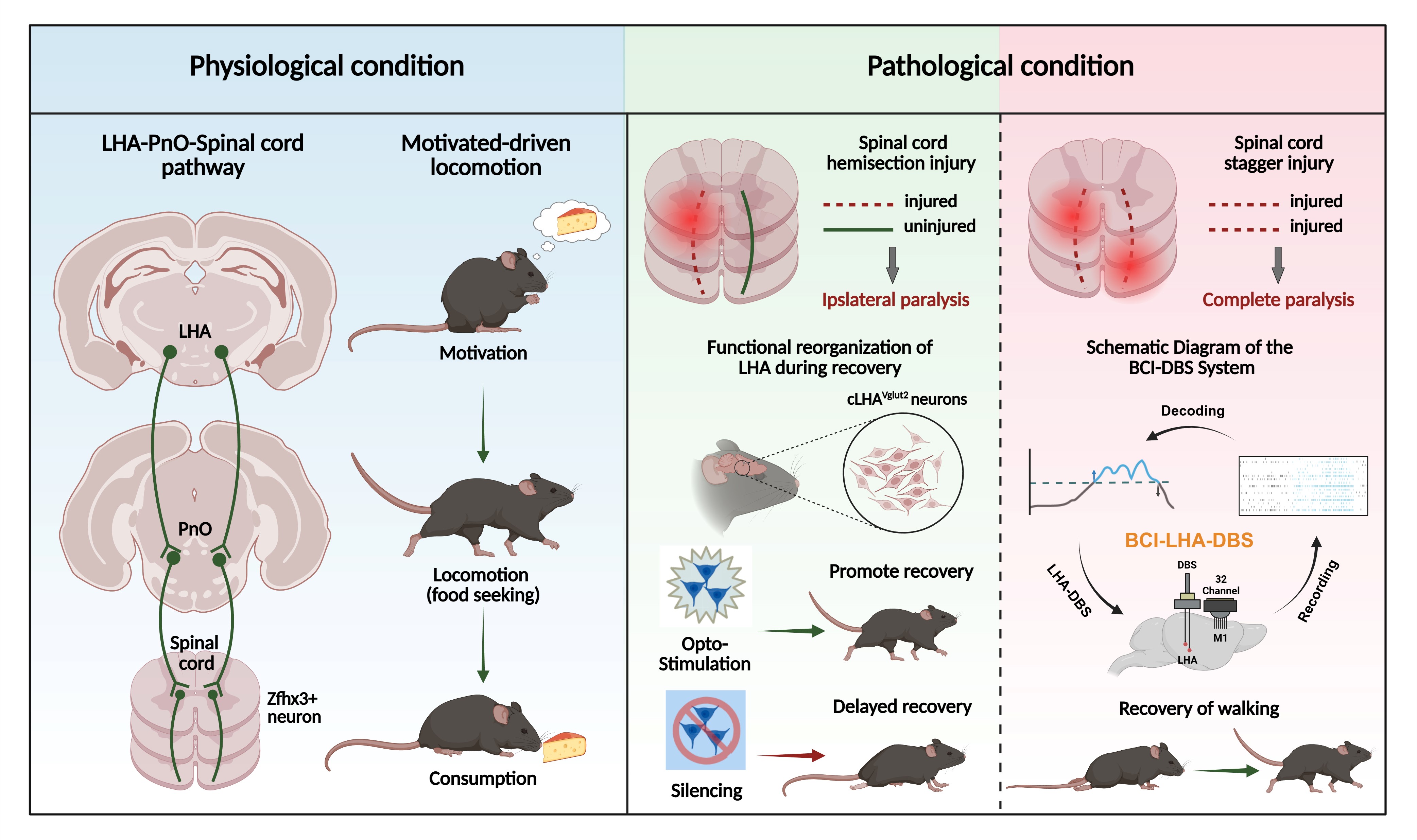 Activation of hypothalamic-pontine-spinal pathway promotes locomotor initiation and functional recovery after spinal cord injury in mice
