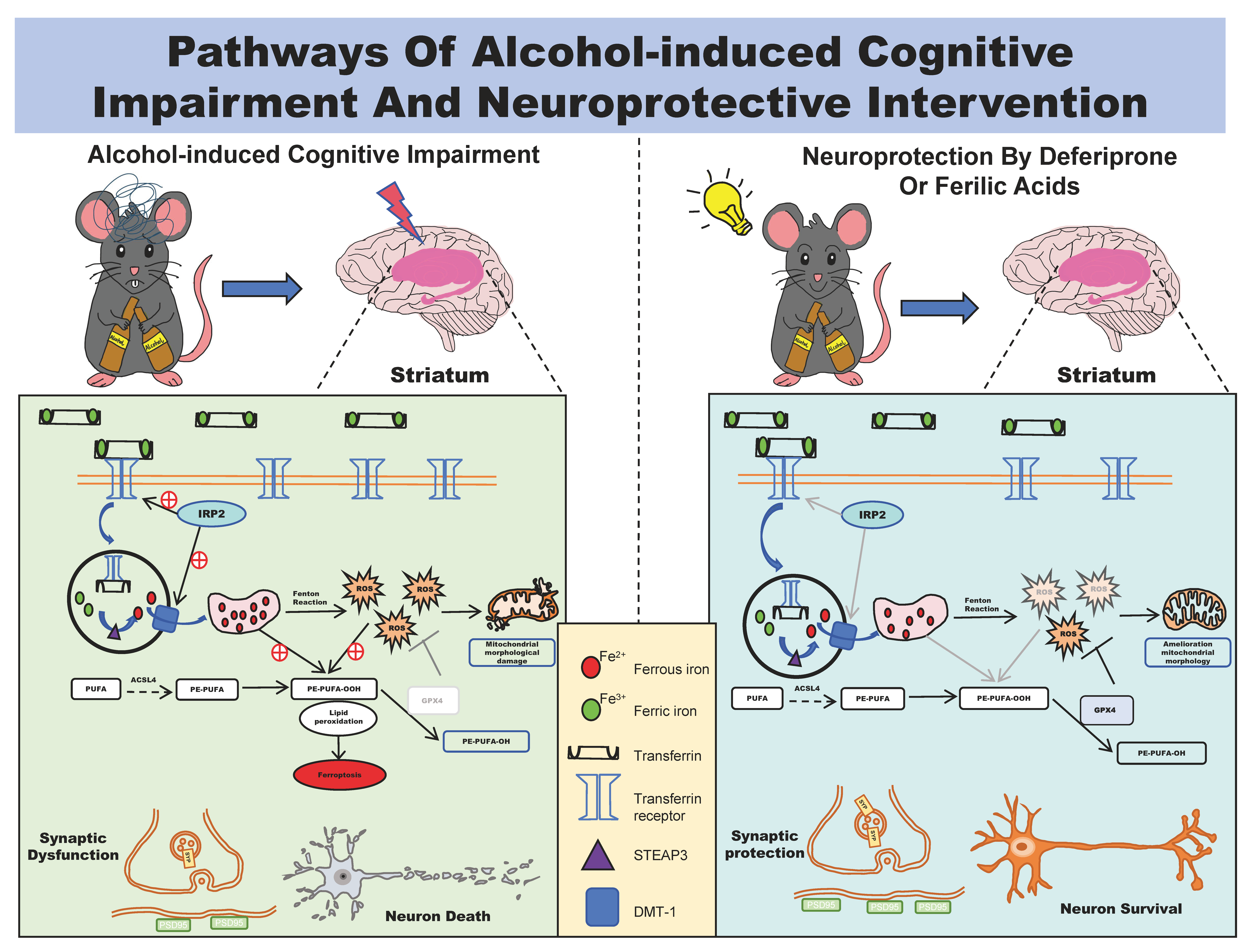 DFP and FA attenuated alcohol-induced cognitive impairment in mice by normalizing iron metabolism, suppressing oxidative stress, protecting synapses and mitochondrial morphology, enhancing neuronal survival, and inhibiting ferroptosis in the striatum.