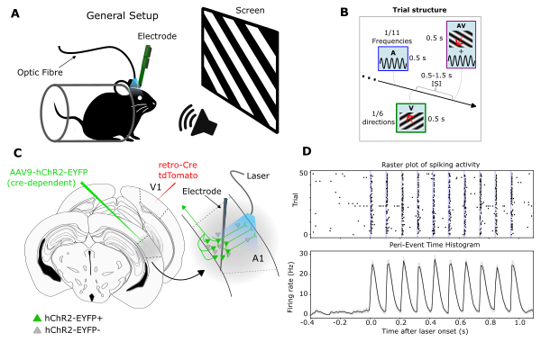 Fig 1. Identification of V1-projecting cells in the AC and general experimental setup.