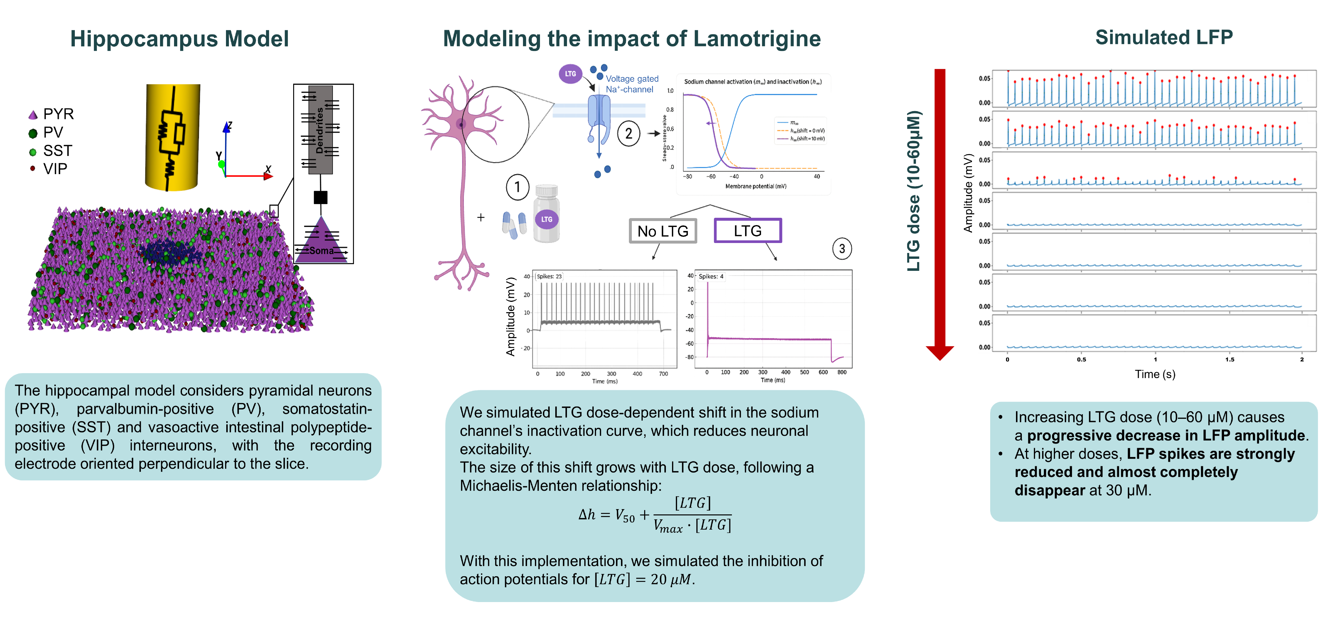 Overview of the methodology. Left panel: The hippocampal model considers pyramidal neurons (PYR), parvalbumin-positive (PV), somatostatin-positive (SST) and vasoactive intestinal polypeptide-positive (VIP) interneurons, with the recording electrode oriented perpendicular to the slice. Center panel: We simulated LTG dose-dependent shift in the sodium channel’s inactivation curve, which reduces neuronal excitability. The size of this shift grows with LTG dose, following a Michaelis-Menten relationship: ∆ℎ=𝑉_50+[𝐿𝑇𝐺]/(𝑉_𝑚𝑎𝑥∙[𝐿𝑇𝐺]) With this implementation, we simulated the inhibition of action potentials for [𝐿𝑇𝐺]=20 𝜇𝑀. Right panel: the impact of LTG on the simulated local field potential (LFP): Increasing LTG dose (10–60 µM) causes a progressive decrease in LFP amplitude. At higher doses, LFP spikes are strongly reduced and almost completely disappear at 30 µM.