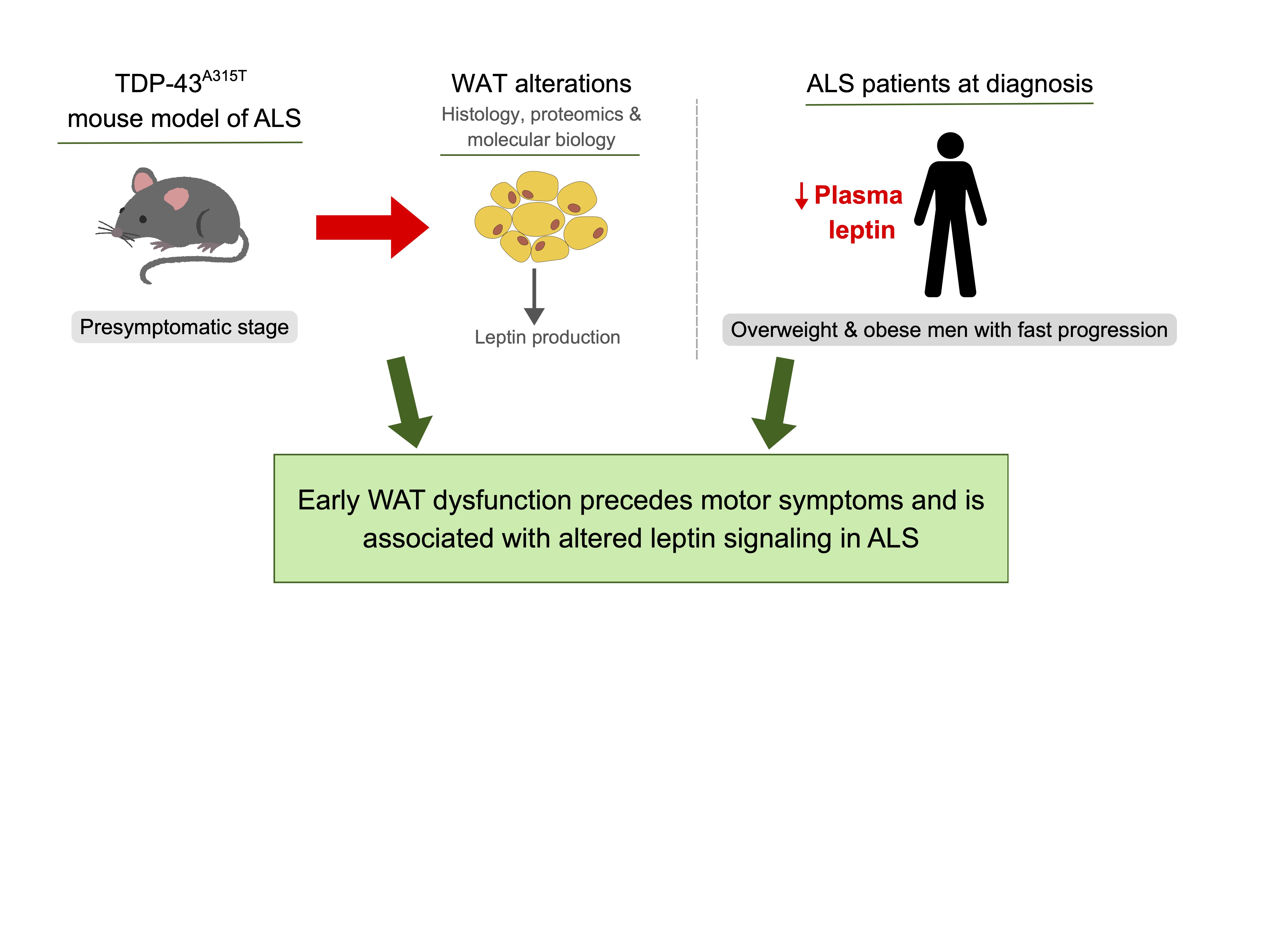 Graphical summary showing early white adipose tissue (WAT) dysfunction preceding motor symptoms in TDP-43A315T ALS mouse model and reduced plasma leptin in overweight and obese men with fast disease progression.