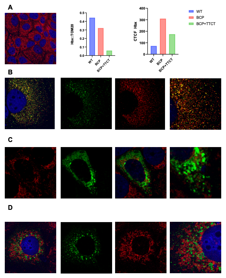 Abb. 1: (A) puc18 (B) Wildtyp (C) BCP (D) BCP+TTCT Repräsentative konfokale Mikroskopieaufnahmen von Zellen, die mit verschiedenen supragenomischen Konstrukten transfiziert und 48 Stunden nach Transfektion geerntet wurden. Die Zellen wurden mit einem Antikörper gegen HBx (grün) und einem TOM20-Antikörper (rot) zur Darstellung der äußeren Mitochondrienmembran immungefärbt. Zellkerne wurden mit 4′,6-Diamidin-2-phenylindol (DAPI) (blau) gegengefärbt.