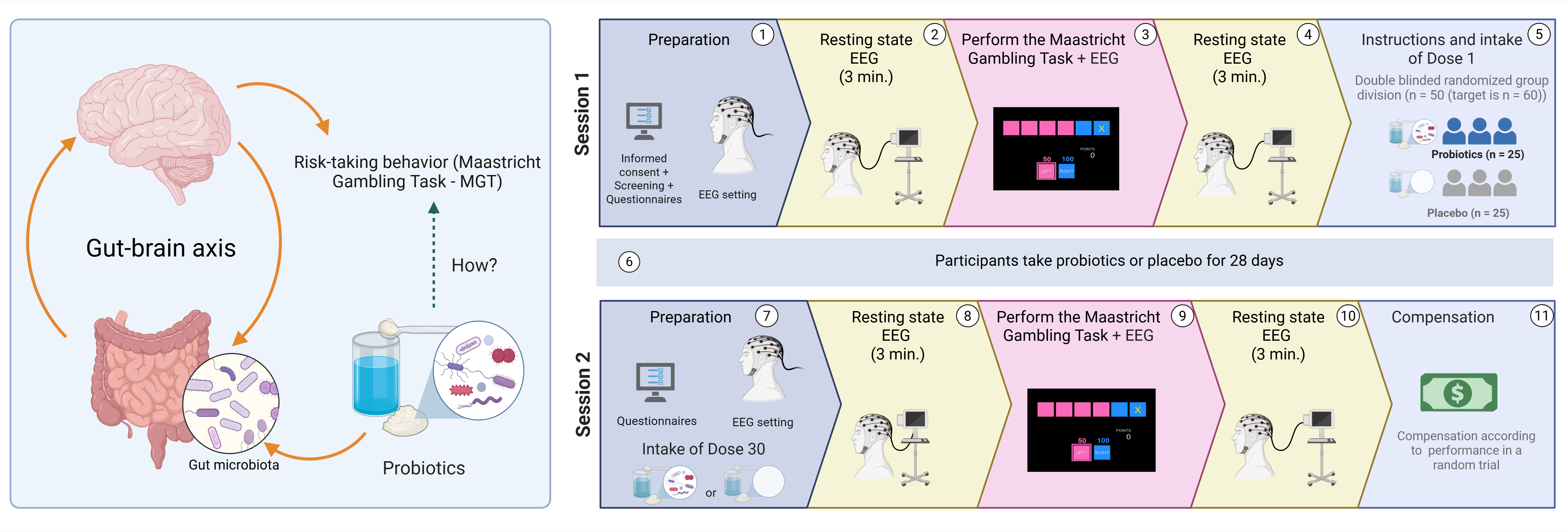 The image shows a study overview examining how probiotics affect the gut–brain axis and risk-taking behavior, measured with the Maastricht Gambling Task (MGT) and EEG. Participants complete two lab sessions with resting-state EEG and the gambling task. After Session 1, they are randomized to probiotics or placebo and take them for 30 days. Session 2 repeats the EEG and task, followed by final compensation.