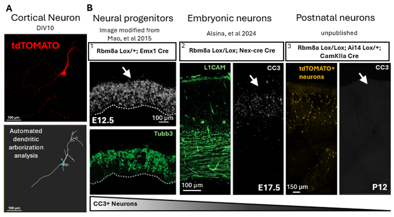 Image A: Mapping the process of morphological analysis of a cortical neuron using semi-automated Imaris processing Image B: Effect of partial or total deletion of Rbm8a on cell viability at different stages of neural development in the mouse cerebral cortex. 1) Image modified from Mao H et al. 2016. 2) Image modified from Fernando C. Alsina et al. 2024. 