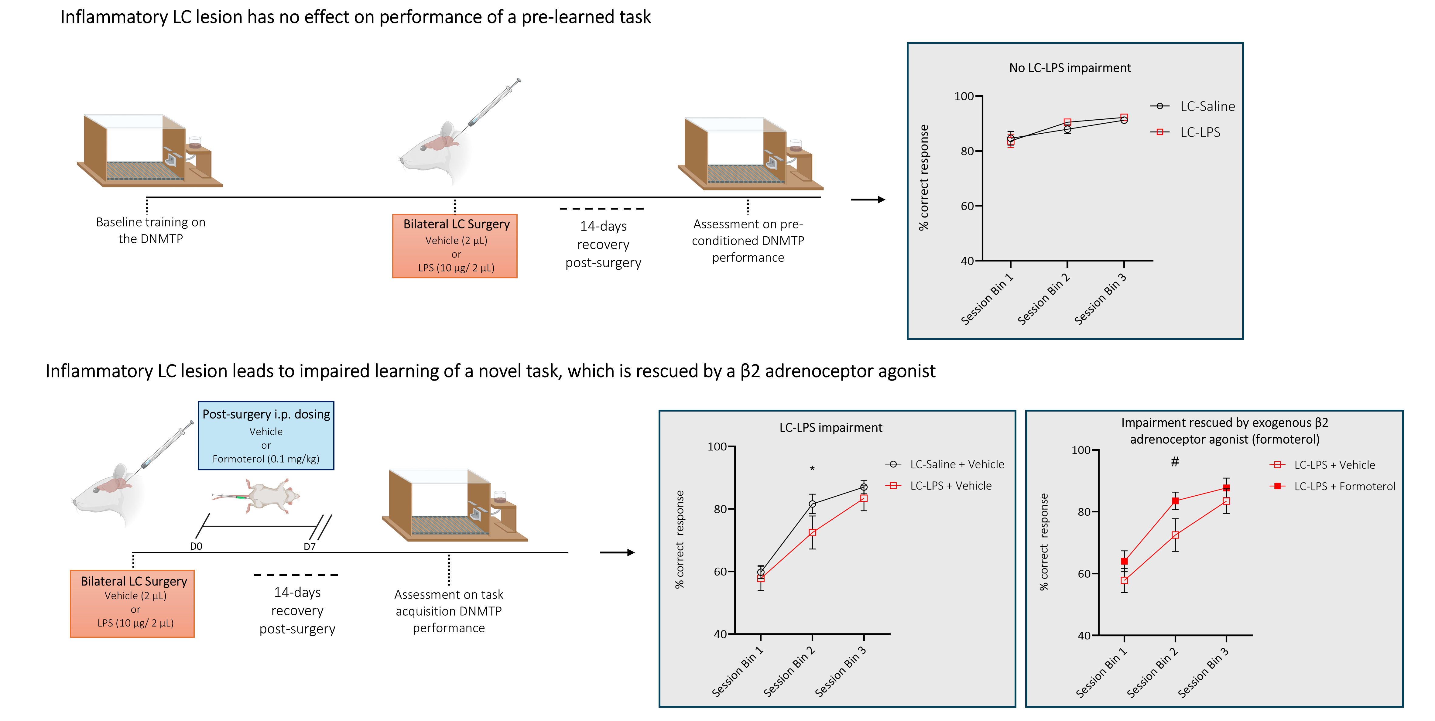 Two experimental timelines in rats. In the first (top), rats were trained on a delayed non-match-to-position task, then received bilateral locus coeruleus injections of LPS or vehicle, and recovered for 14 days. LC-LPS animals then showed no DNMTP performance deficits when compared to LC-Saline controls. In the second experimental timeline (bottom), rats received locus coeruleus injections before training, followed by daily vehicle or formoterol treatment. LC-LPS delayed task acquisition. This effect was protected against by daily formoterol administration.