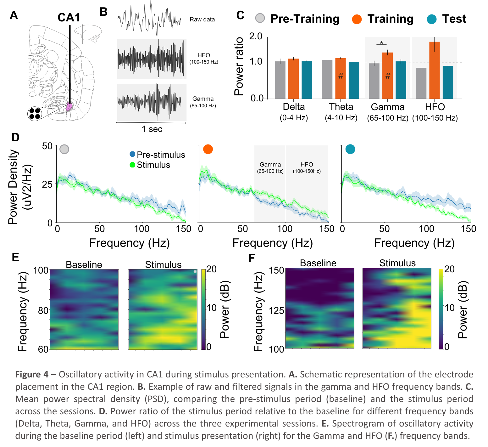 Figure 4 – Oscillatory activity in CA1 during stimulus presentation. A. Schematic representation of the electrode placement in the CA1 region. B. Example of raw and filtered signals in the gamma and HFO frequency bands. C. Mean power spectral density (PSD), comparing the pre-stimulus period (baseline) and the stimulus period across the sessions. D. Power ratio of the stimulus period relative to the baseline for different frequency bands (Delta, Theta, Gamma, and HFO) across the three experimental sessions. E. Spectrogram of oscillatory activity during the baseline period (left) and stimulus presentation (right) for the Gamma and HFO (F.) frequency bands.
