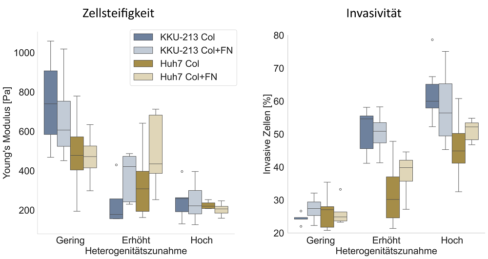 Abb. 1: Die Zellsteifigkeit nimmt für iCC und HCC Zellen unter Heterogenitätszunahme deutlich ab und befindet sich für hoch-heterogene EZM-Bedingungen auf einem vergleichbaren Niveau, sowohl für Kollagen (Col) als auch für Kollagen-Fibronektin (Col+FN) basierte EZM-Systeme. Die durch die Verringerung der Zellsteifigkeit erzielten Migrationsvorteile stehen im Einklang mit der deutlich höheren Invasivität beider Zelllinien mit zunehmender Heterogenität.