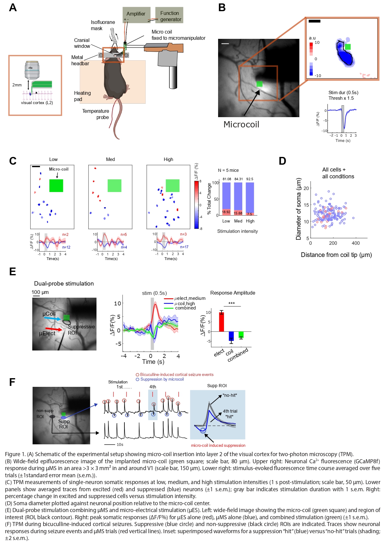 Figure showing in vivo optical imaging of neuronal responses to intracortical micromagnetic stimulation in mouse visual cortex. Panels include a schematic of the experimental setup with a micro-coil inserted into cortical layer 2 for two-photon imaging; wide-field fluorescence images identifying the implanted micro-coil and large-scale calcium activity (GCaMP8f); single-cell calcium responses measured at different stimulation intensities, showing both excited and suppressed neurons; analysis relating neuronal soma size and spatial position to the micro-coil; dual-probe stimulation comparing micromagnetic and micro-electrical stimulation; and suppression of bicuculline-induced seizure activity, with reduced calcium responses near the micro-coil compared to non-suppressed regions.