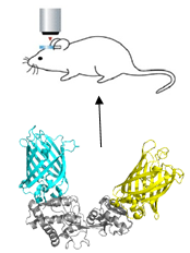 Glutamate Imaging in Living mice using Glutamate Biosensor