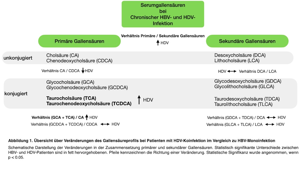 Abbildung 1. Übersicht über Veränderungen des Gallensäureprofils bei Patienten mit HDV-Koinfektion im Vergleich zu HBV-Monoinfektion Schematische Darstellung der Veränderungen in der Zusammensetzung primärer und sekundärer Gallensäuren. Statistisch signifikante Unterschiede zwischen HBV- und HDV-Patienten sind in fett hervorgehobenen. Pfeile kennzeichnen die Richtung einer Veränderung. Statistische Signifikanz wurde angenommen, wenn p < 0.05.