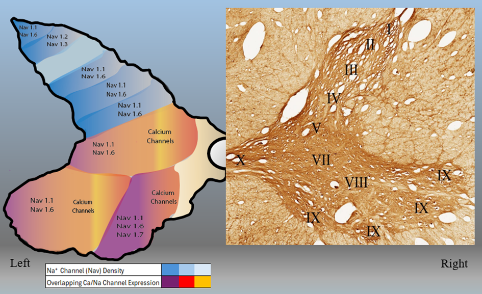 Transverse-section of the C4 segment: The left hemi-section shows the distribution of voltage-gated sodium and calcium channels; while sodium channels are present across all laminae (I-IX), calcium channels are localized specifically around the central canal. The right hemi-section demonstrates the selective localization of CART-immunoreactive neurons within the intermediate gray matter and ventral horn, specifically identifying high densities in laminae VII, VIII, IX, and around the central canal. 