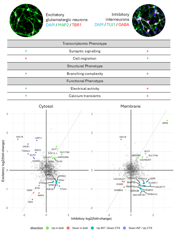 Immunocytochemistry images of excitatory neurons (positive for MAP2 and TBR1) and inhibitory interneurons (positive for TUJ1 and GABA) with associated transcriptomic, structural and functional phenotypes summarised in table below. Below is a fold-change correlation plot of differentially expressed proteins in both excitatory and inhibitory neurons, with colour to indicate concordant or divergent directions of differential expression.