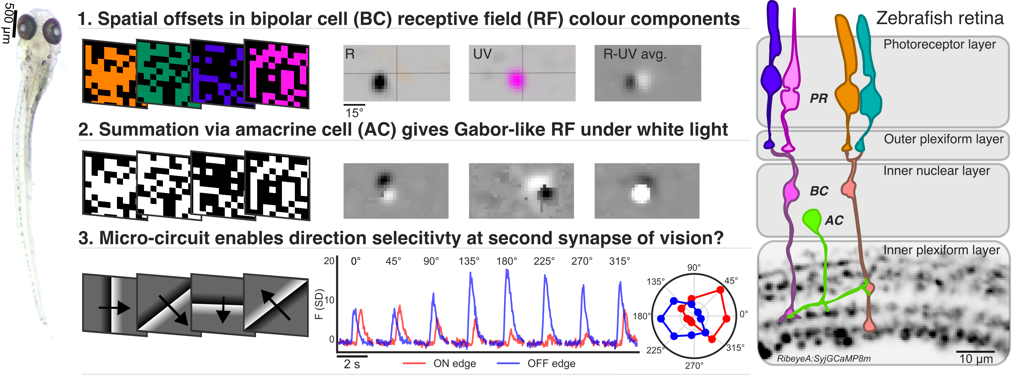 Receptive field mapping in zebrafish showing that colour inputs onto chromatic receptive field can display offsets to one another. In white, this leads to Gabor-like RFs. These RFs may enable direction selectivity.