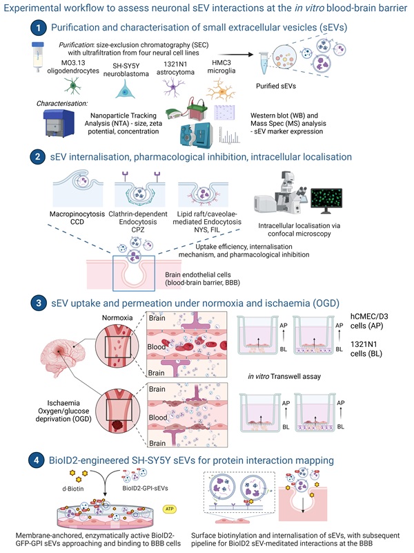 Experimental workflow to assess neuronal sEV interactions at the in vitro blood–brain barrier (1) Small extracellular vesicles (sEVs) were purified from four neural cell lines (MO3.13, SH-SY5Y, 1321N1, and HMC3) using size-exclusion chromatography combined with ultrafiltration (SEC+UF) and characterised for size, surface charge, concentration by Nanoparticle Tracking Analysis (NTA), and sEV marker expression by Western blotting, and mass spectrometry (MS). (2) sEV uptake was screened in hCMEC/D3 brain endothelial cells. Uptake mechanisms were examined using pharmacological inhibitors (cytochalasin D (CCD). chlorpromazine (CPZ), nystatin (NYS) and filipin II (FIL)), and intracellular localisation was assessed by confocal microscopy. (3) sEV uptake and permeation were investigated under normoxic and oxygen/glucose deprivation (OGD) conditions using an in vitro transwell BBB co-culture model comprising hCMEC/D3 endothelial cells and 1321N1 astrocytoma cells. (4) SH-SY5Y cells expressing a membrane-anchored BioID2-GFP-GPI construct were generated to produce biotinylated sEVs, establishing a proximity-labelling pipeline for studying sEV interactions at the BBB. 