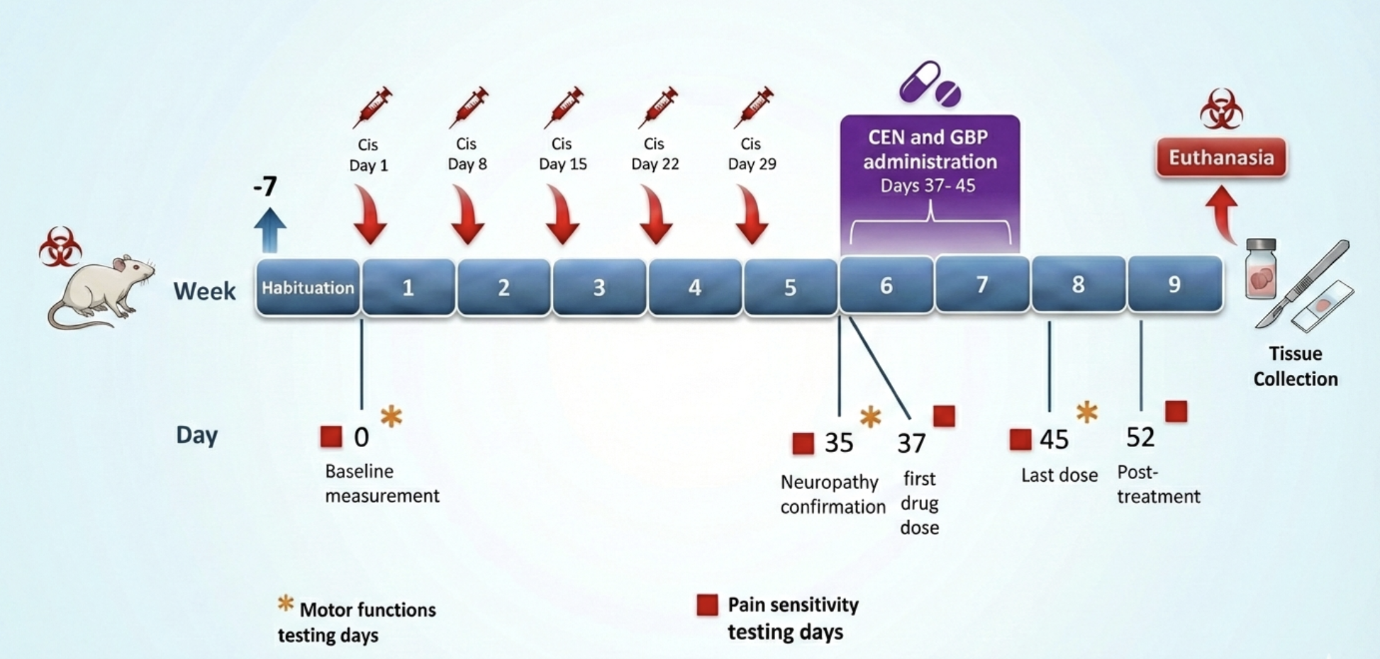 A timeline diagram illustrating the experimental protocol for a study on chemotherapy-induced peripheral neuropathy in rats. The diagram shows a nine-week timeline with specific days marked. It indicates a 'Habituation' period, five weekly Cisplatin (Cis) injections from Day 1 to Day 29, a period of Cenobamate (CEN) and Gabapentin (GBP) administration from Day 37 to Day 45, and a final 'Euthanasia' on Day 52. The diagram also marks specific days for 'Motor functions testing' (Days 0, 35, 45) and 'Pain sensitivity testing' (Days 0, 35, 37, 45, 52), with corresponding labels like 'Baseline measurement' and 'Neuropathy confirmation'. Icons on the far left and right represent tissue collection and a laboratory rat, respectively.
