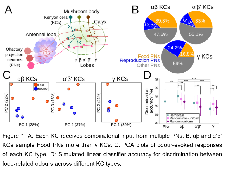 Figure 1: A: Each KC receives combinatorial input from multiple PNs. B: αβ and α’β’ KCs sample Food PNs more than γ KCs. C: PCA plots of odor-evoked responses of each KC type. D: Simulated linear classifier accuracy for discrimination between food-related odors across different KC types.