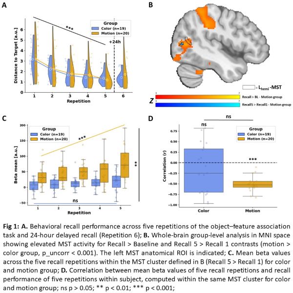 Fig 1: A. Behavioral recall performance across five repetitions of the object–feature association task and 24-hour delayed recall (Repetition 6); B. Whole-brain group-level analysis in MNI space showing elevated MST activity for Recall > Baseline and Recall 5 > Recall 1 contrasts (motion > color group, p_uncorr < 0.001). The left MST anatomical ROI is indicated; C. Mean beta values across the five recall repetitions within the MST cluster defined in B (Recall 5 > Recall 1) for color and motion group; D. Correlation between mean beta values of five recall repetitions and recall performance of five repetitions within subject, computed within the same MST cluster for color and motion group; ns p > 0.05; ** p < 0.01; *** p < 0.001;