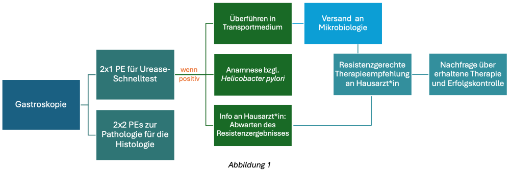 klinikinternes Ablaufschema von der Gastroskopie mit PE-Entnahme bis zur resistenzgerechten Therapie