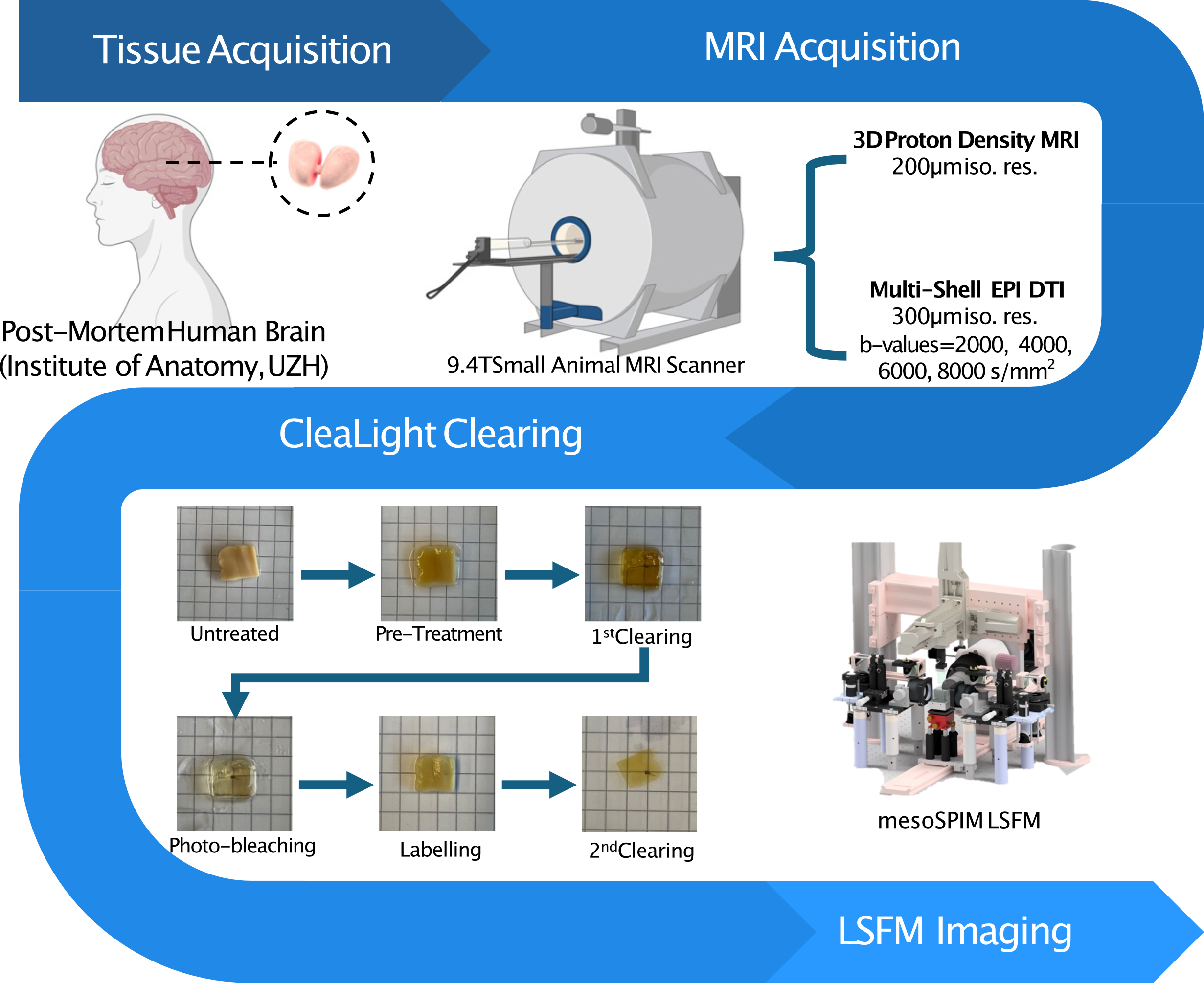 Multimodal Imaging and Labelling Workflow